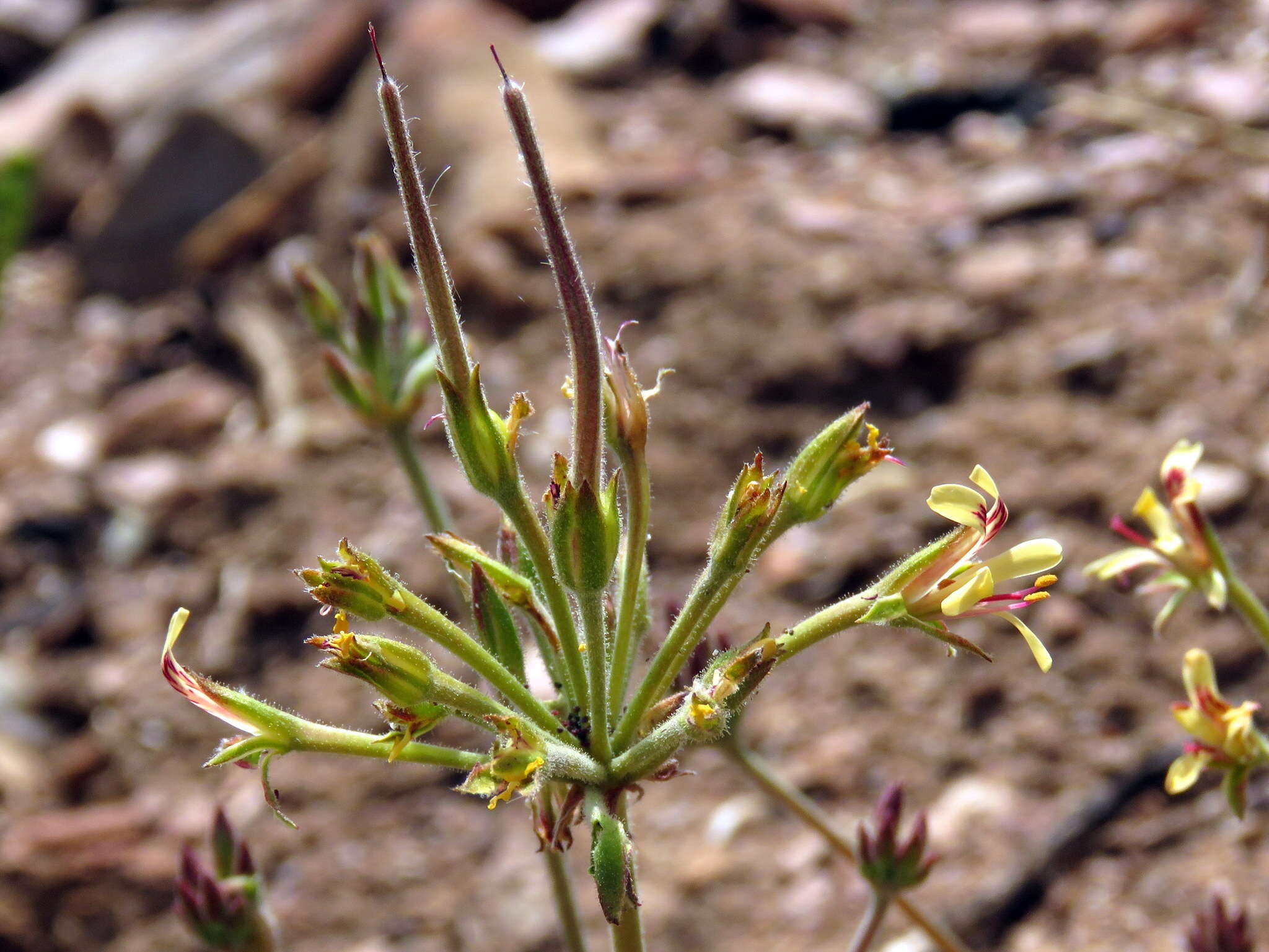 Image of Pelargonium aciculatum E. M. Marais