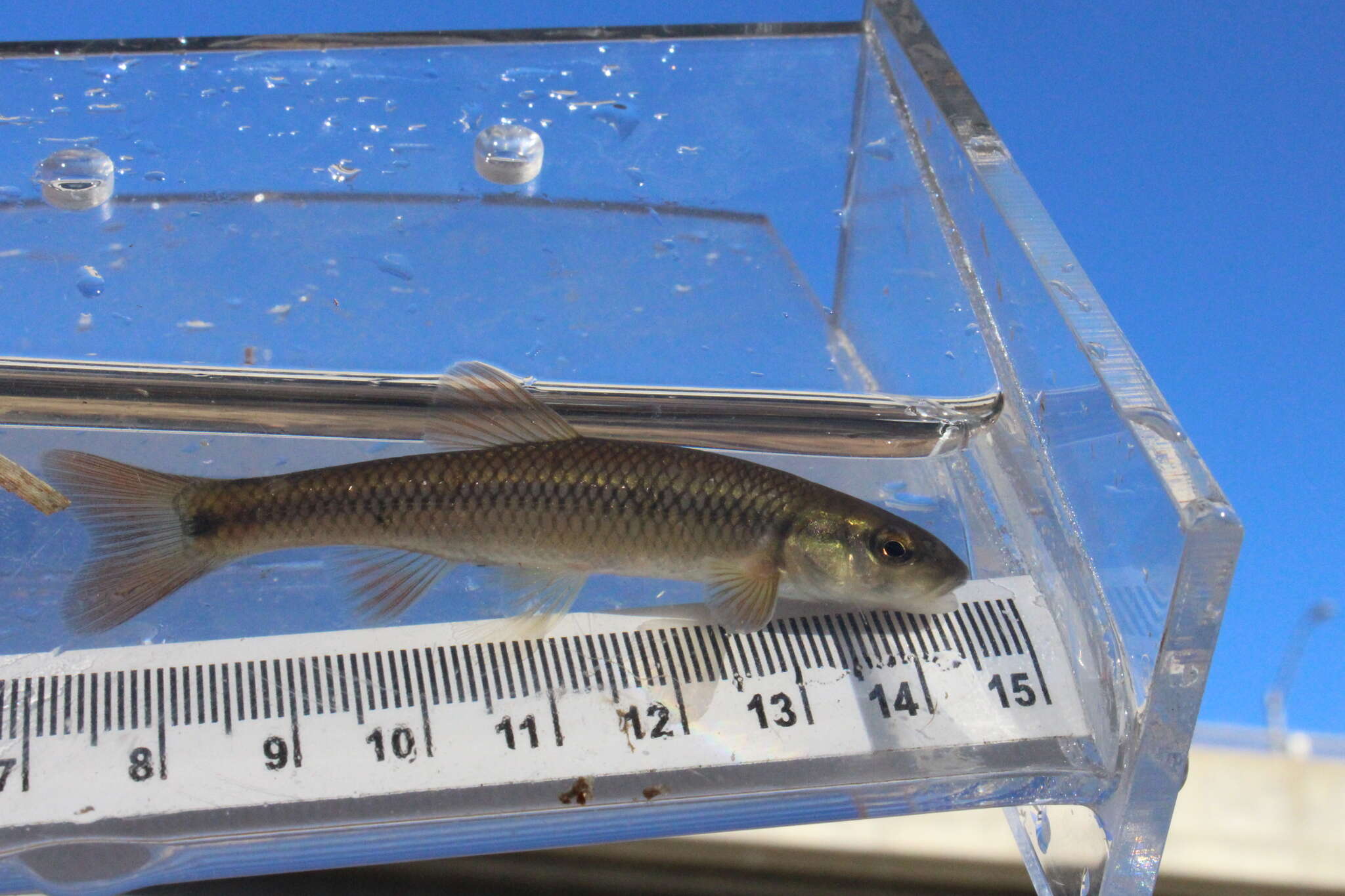 Image of Hornyhead Chub