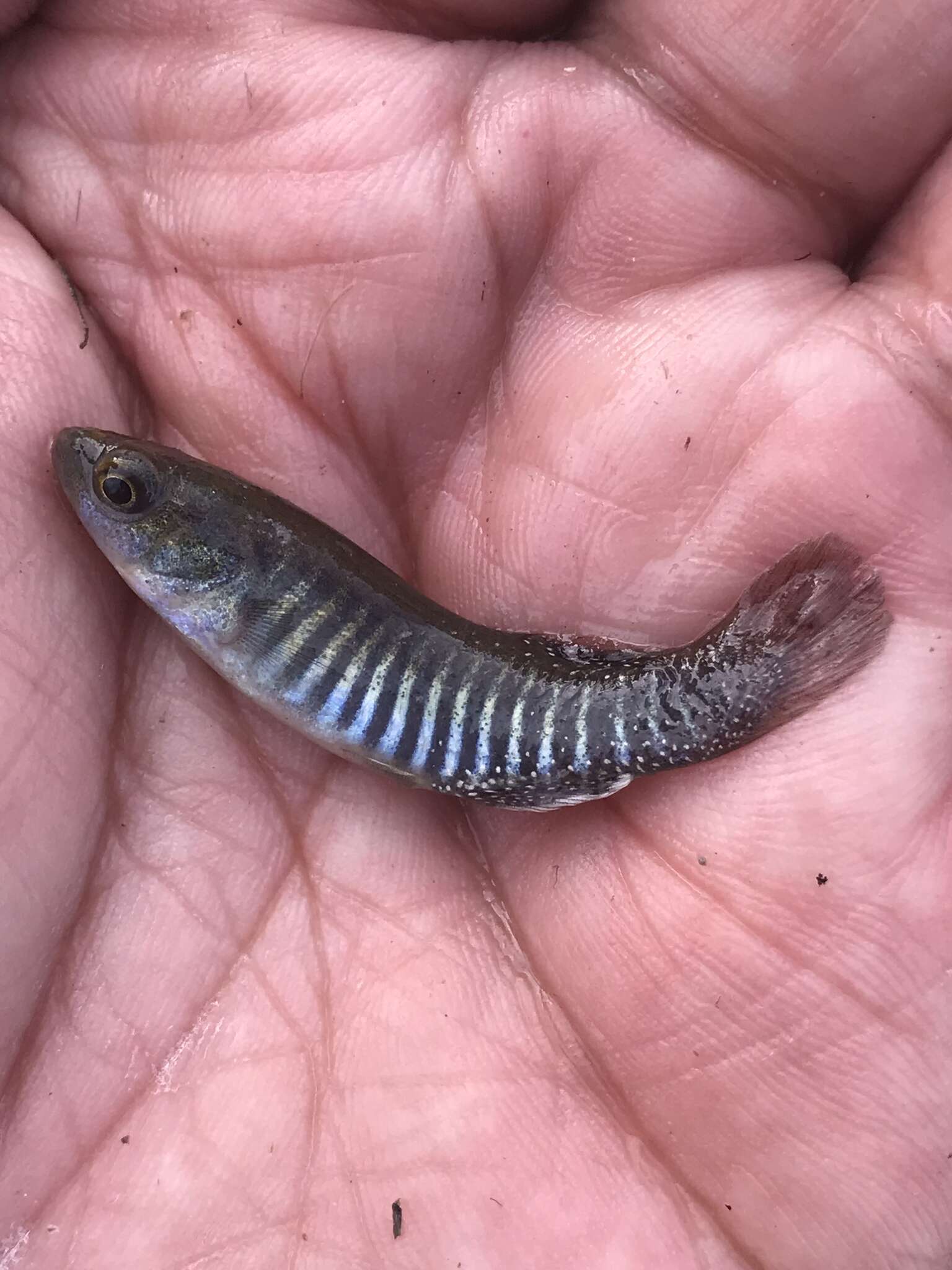 Image of Bayou Killifish