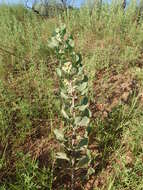 Imagem de Asclepias arenaria Torr.