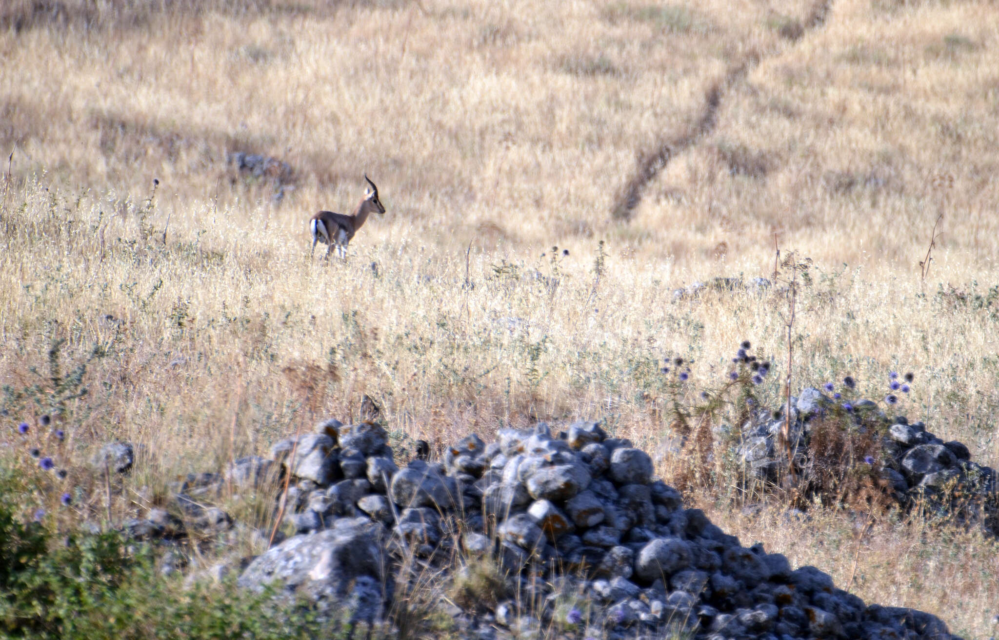 Image of Mountain Gazelle