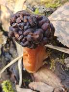 Plancia ëd Gyromitra longipes Harmaja 1979