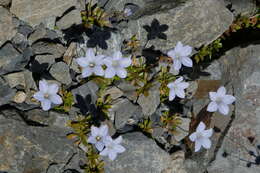 صورة Wahlenbergia albomarginata subsp. laxa (G. Simpson) J. A. Petterson