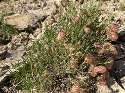 Sivun Astragalus jejunus var. jejunus kuva