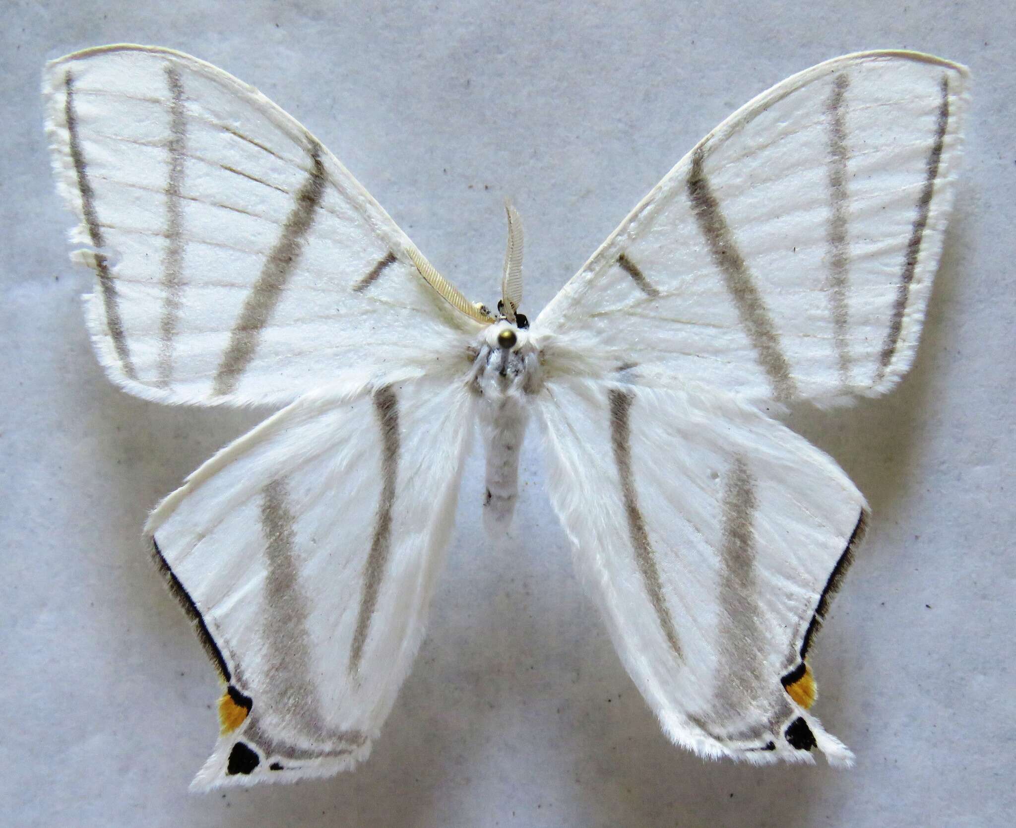 Image of Therinia transversaria (Druce 1887)