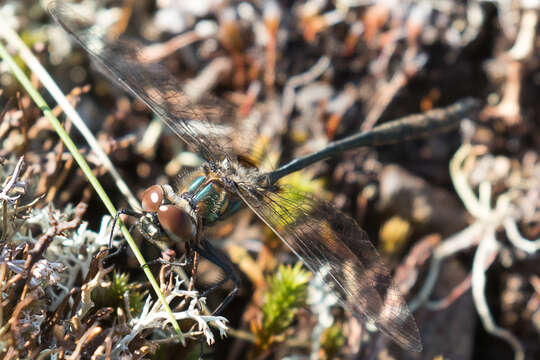 Image of Delicate Emerald