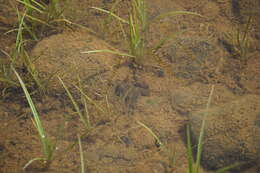 Image of Tropical Clawed Frog