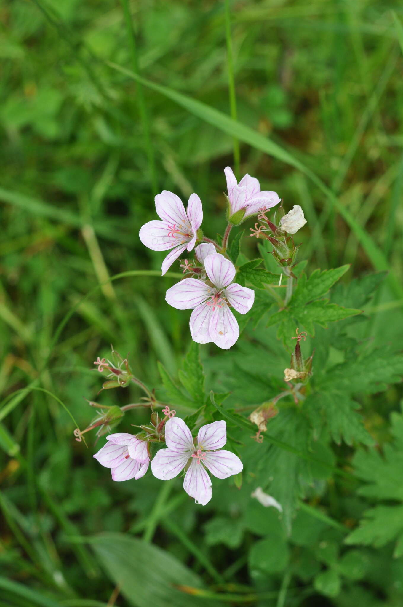 Image of Geranium rivulare Vill.