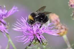 Слика од Bombus occidentalis occidentalis Greene 1858