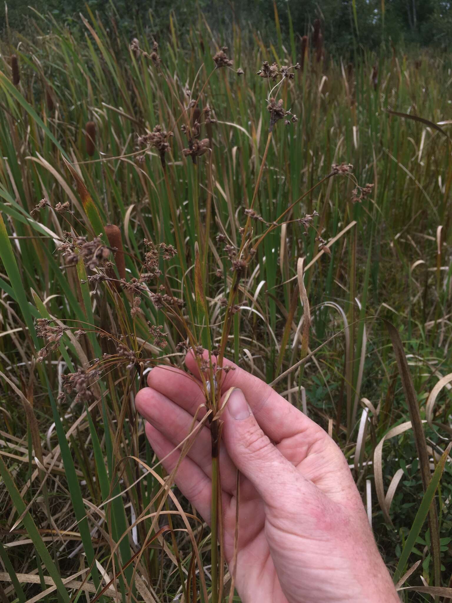 Sivun Scirpus atrocinctus Fernald kuva