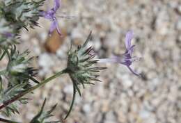 Imagem de Eriastrum eremicum (Jepson) Mason