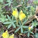 Image of Linaria verticillata Boiss.