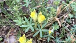 صورة Linaria verticillata Boiss.