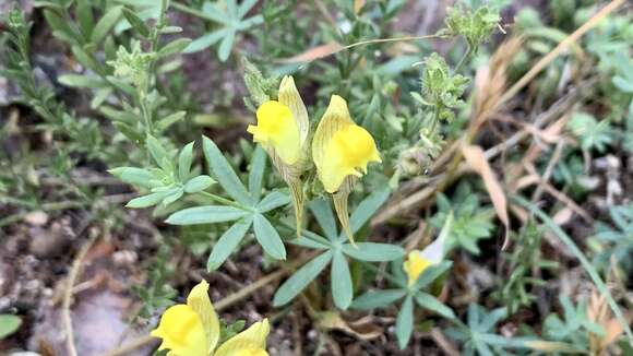 Image of Linaria verticillata Boiss.