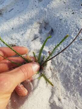 صورة Hypericum cumulicola (Small) P. Adams