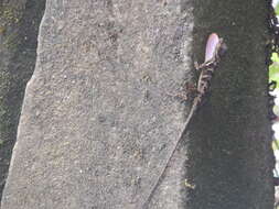 Image of Stuart's Anole