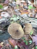 Image de Lentinus brumalis (Pers.) Zmitr. 2010