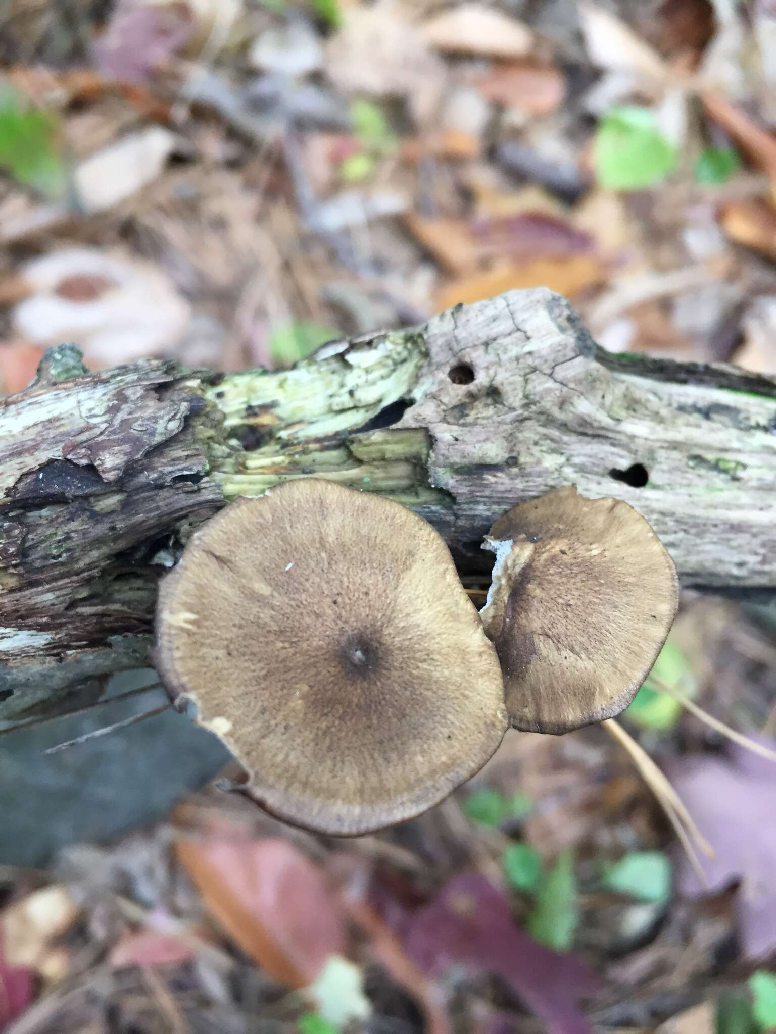 Image of Lentinus brumalis (Pers.) Zmitr. 2010