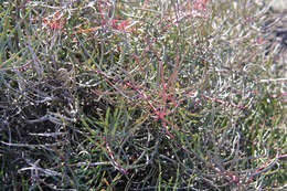 Image of Patent-leaf protea