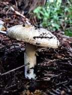 Image of Agaricus deardorffensis Kerrigan 2016