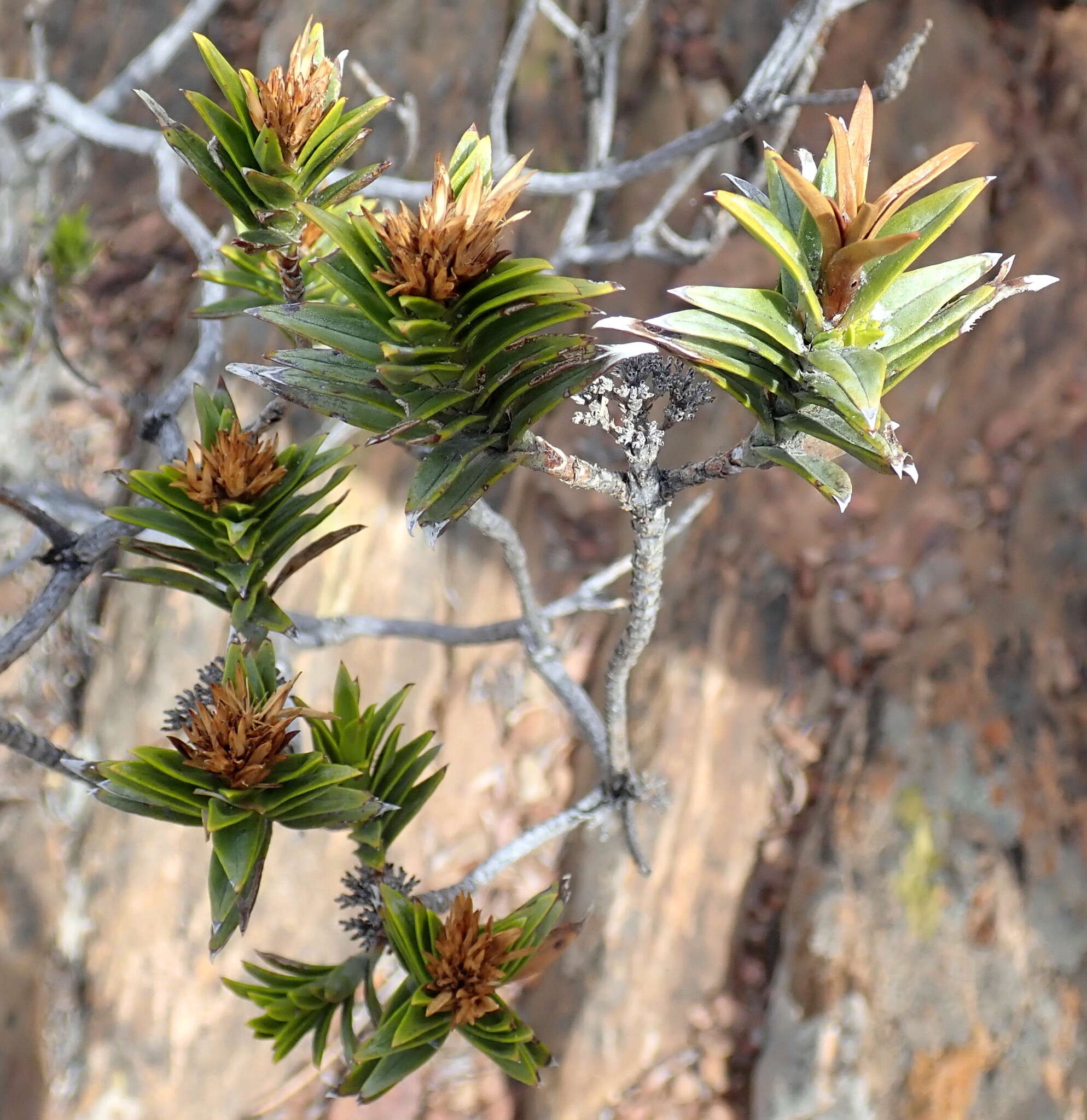 Image of Pteronia fasciculata L. fil.