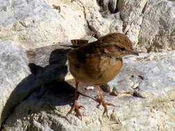 Sivun Emberiza impetuani impetuani Smith & A 1836 kuva