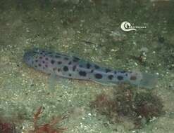 صورة Thorogobius ephippiatus (Lowe 1839)