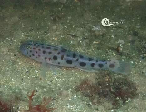 Image of Leopard-spotted Goby