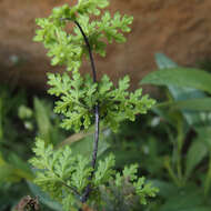 Image of viscid lipfern