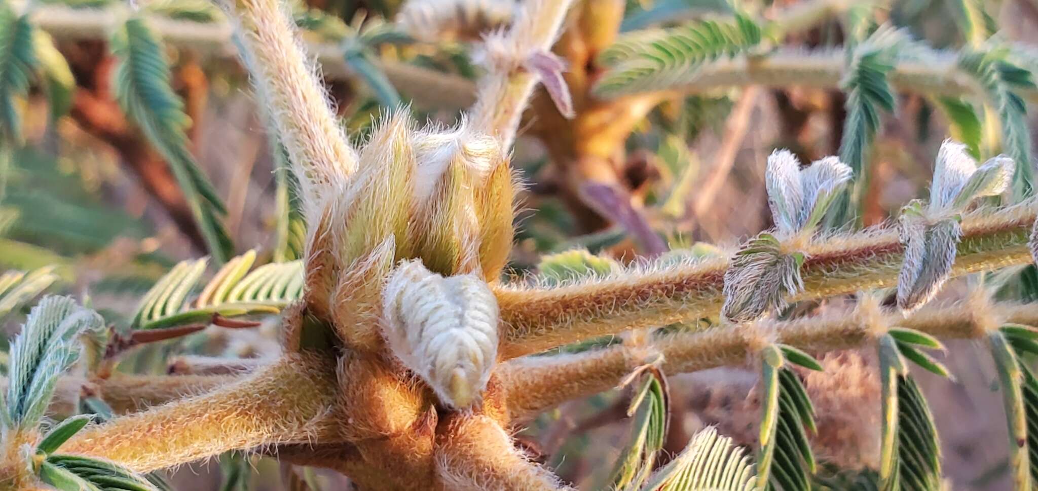 Слика од Mimosa claussenii Benth.