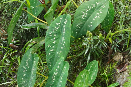 Imagem de Caladium steudnerifolium Engl.