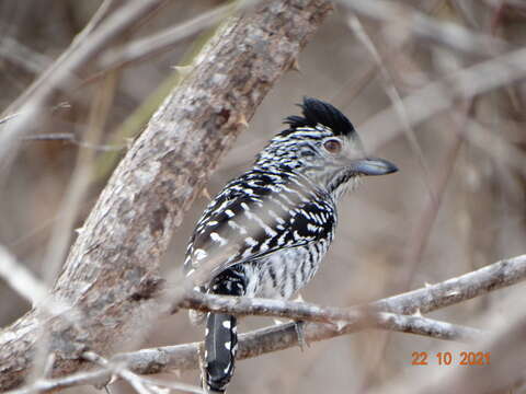 Image of Thamnophilus doliatus capistratus Lesson & R 1840