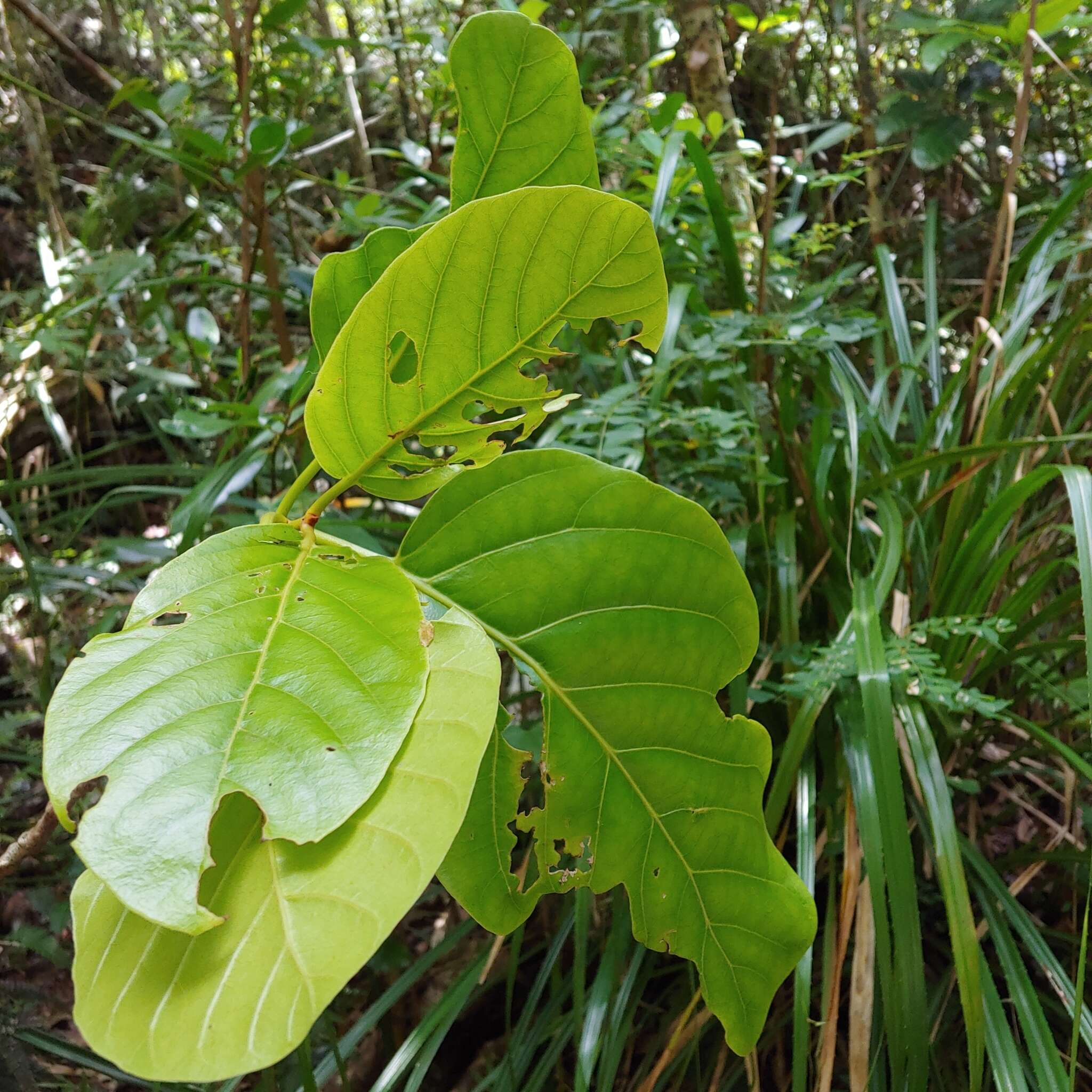 Image de Pisonia roqueae Trejo & Caraballo