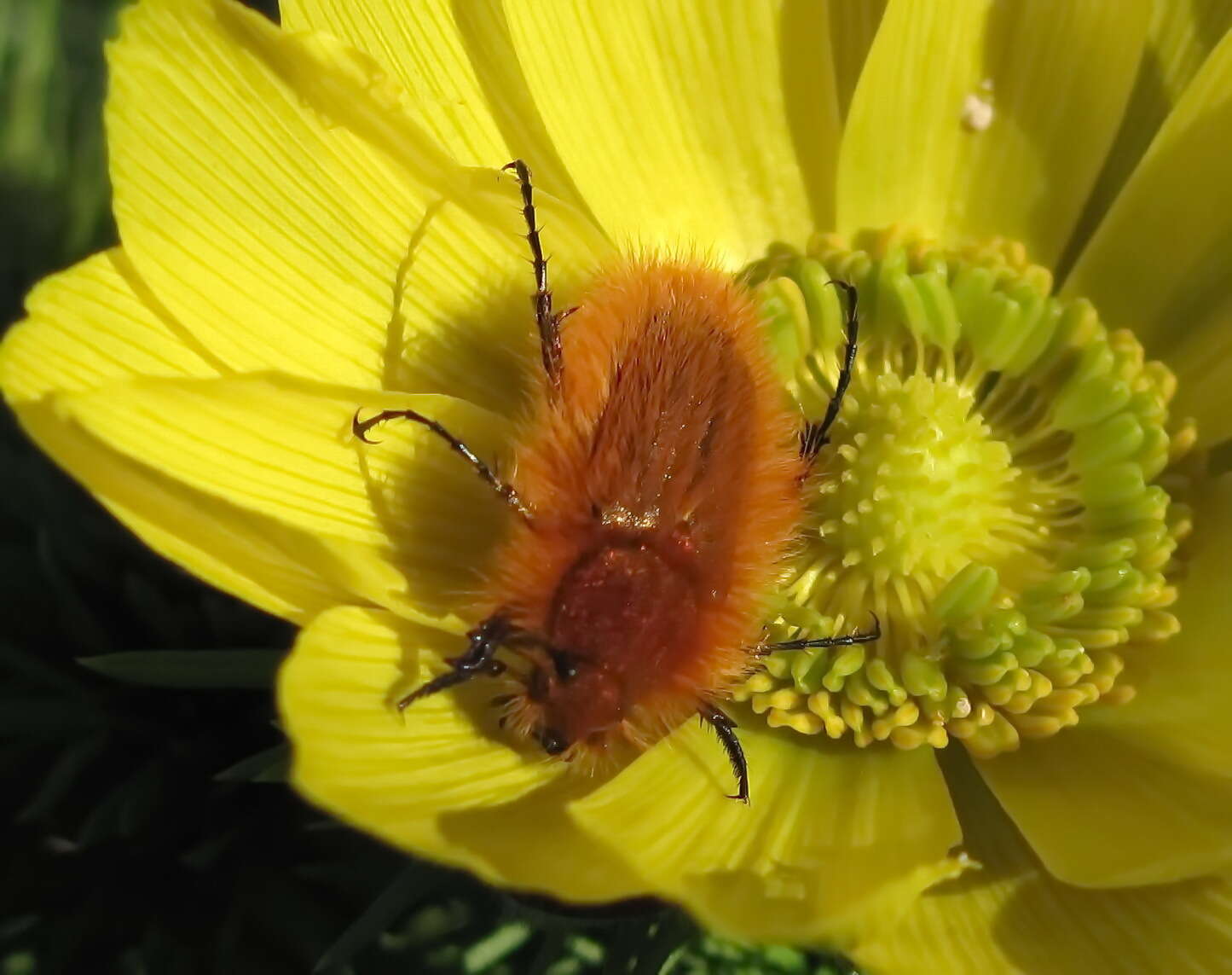 صورة Pygopleurus vulpes (Fabricius 1781)