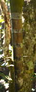 Image of Chambeyronia divaricata (Brongn.) Hodel & C. F. Barrett