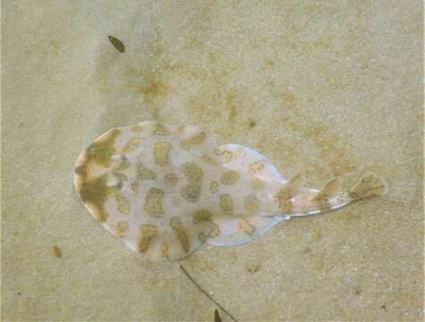 Image of Caribbean Electric Ray