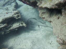 Image of Brown Stingray