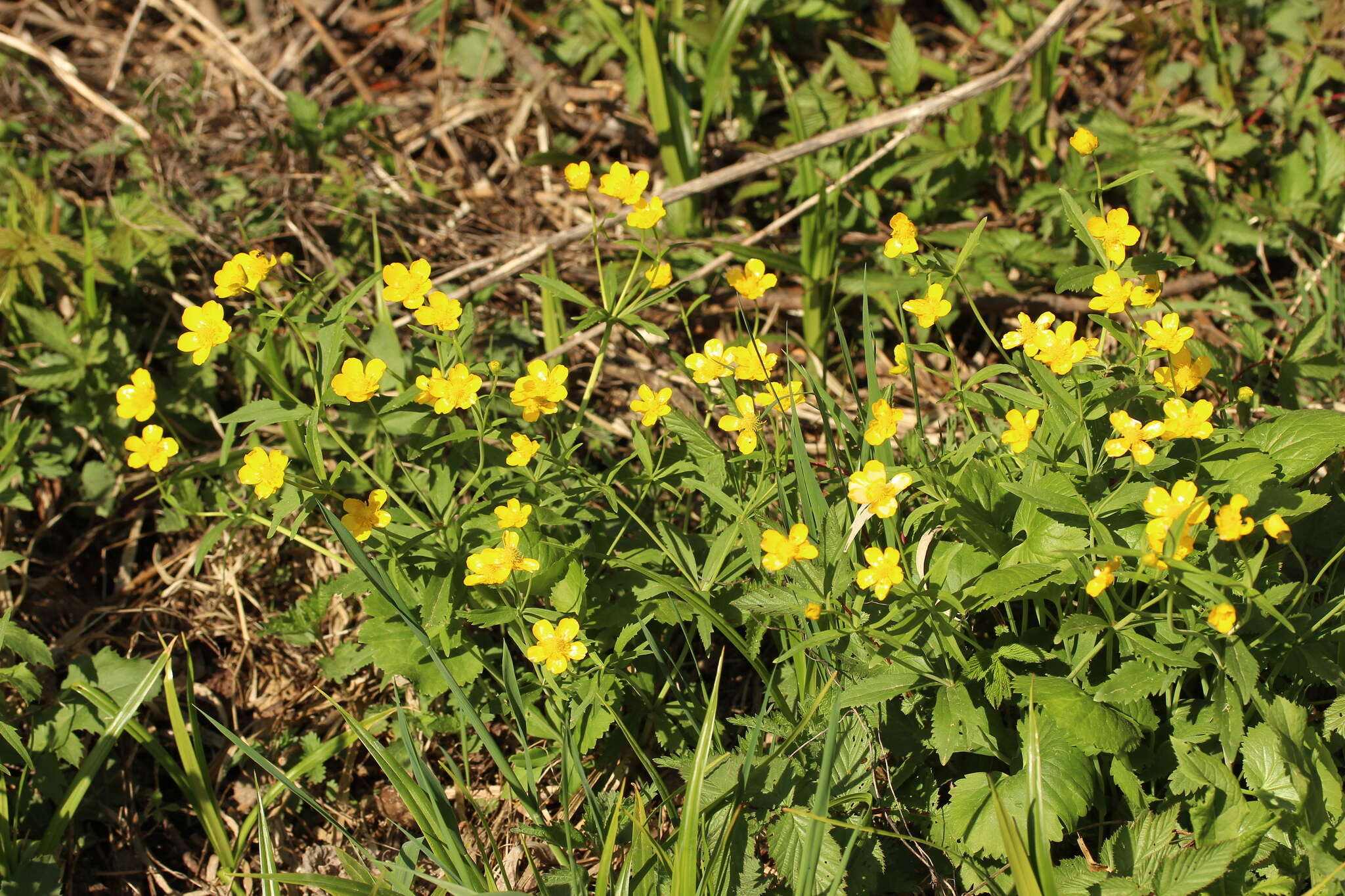 Ranunculus fallax (Wimmer & Grab.) Schur的圖片