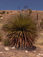 Image de Puya raimondii Harms