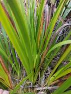 Image of Polynesian Twig-Rush