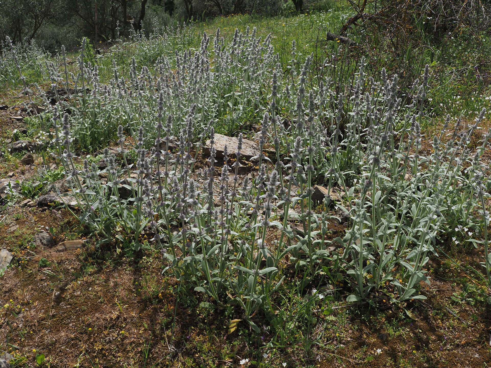 Image of Stachys cretica subsp. cretica