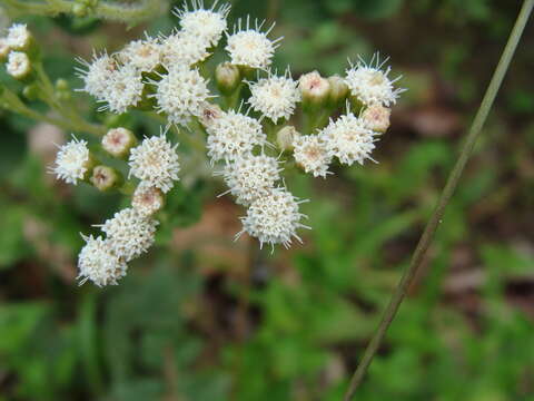 Image of Ageratina pichinchensis (Kunth) R. King & H. Rob.