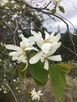 Image of Cusick's Service-Berry