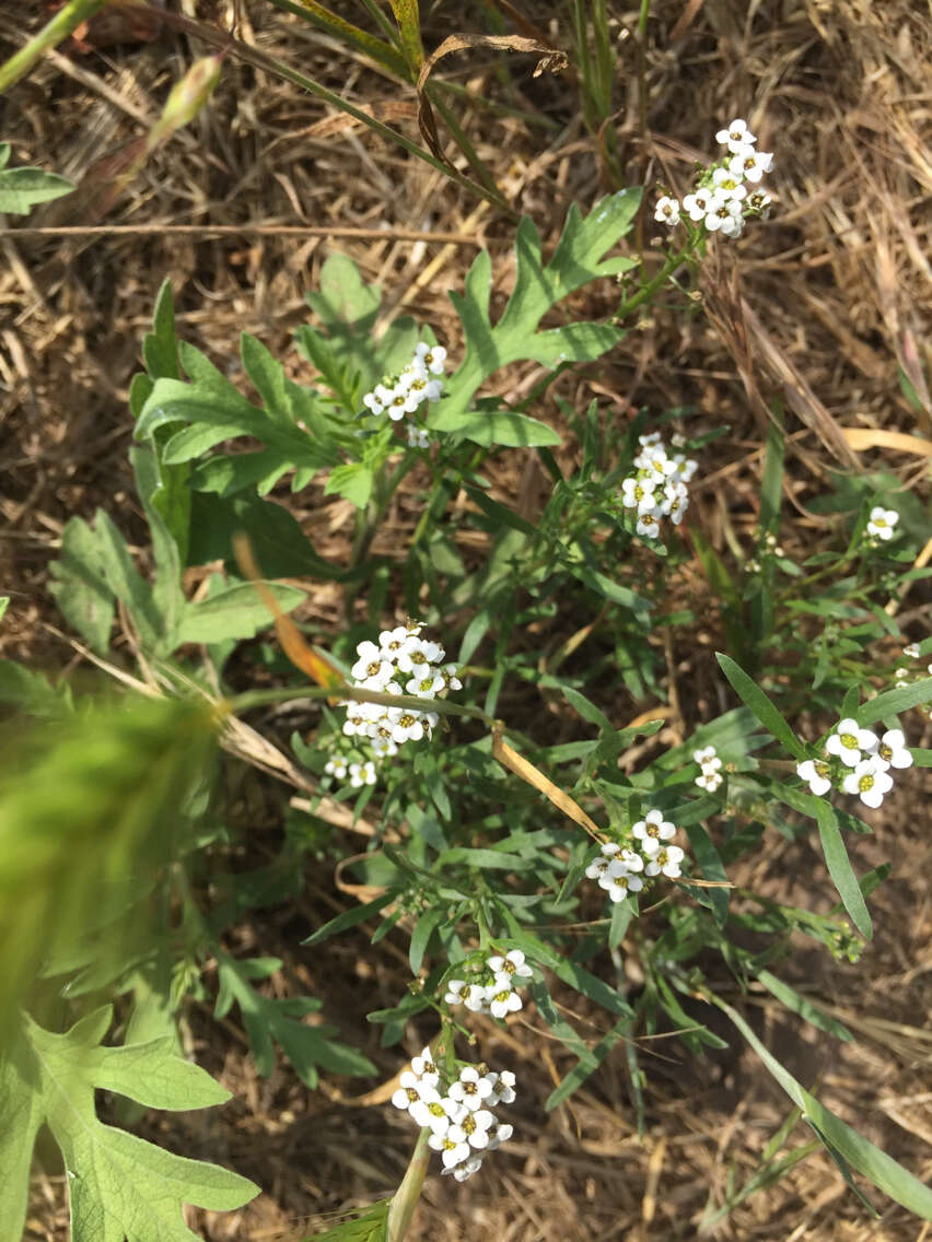 Plancia ëd Lobularia