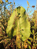 Image of prairie rosinweed