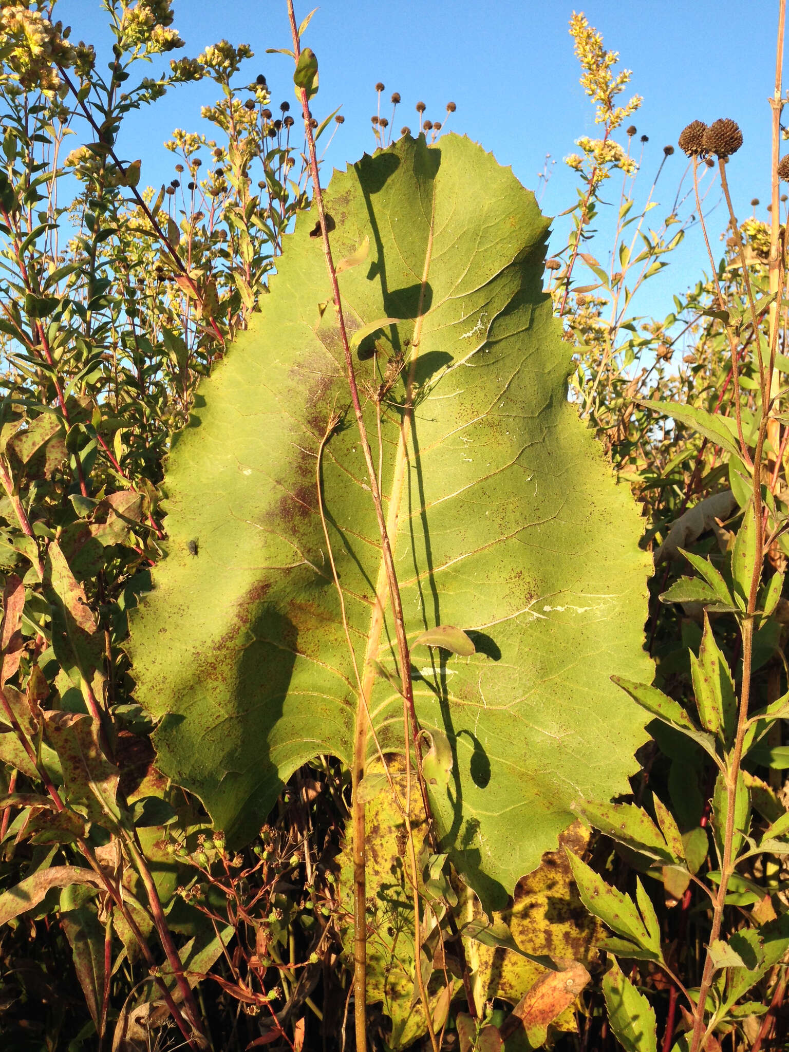 Image of prairie rosinweed