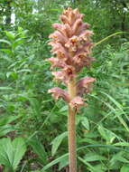 Слика од Orobanche alsatica subsp. libanotidis (Ruprecht) Pusch