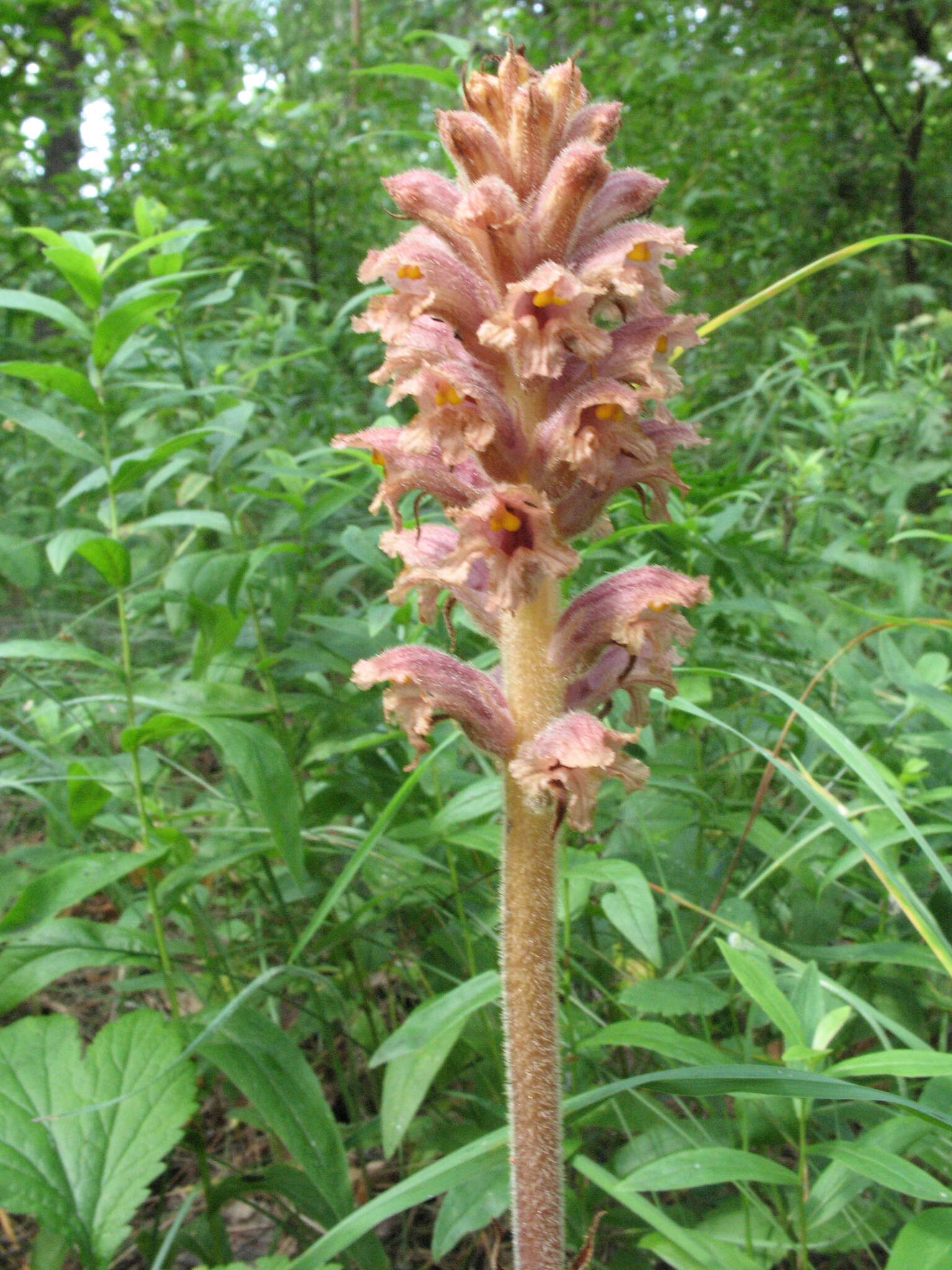 Слика од Orobanche alsatica subsp. libanotidis (Ruprecht) Pusch