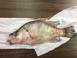 Image of White Crappie