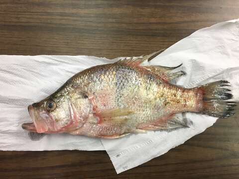 Image of White Crappie